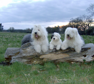 alle-Drei-am-baum