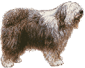 bobtail01